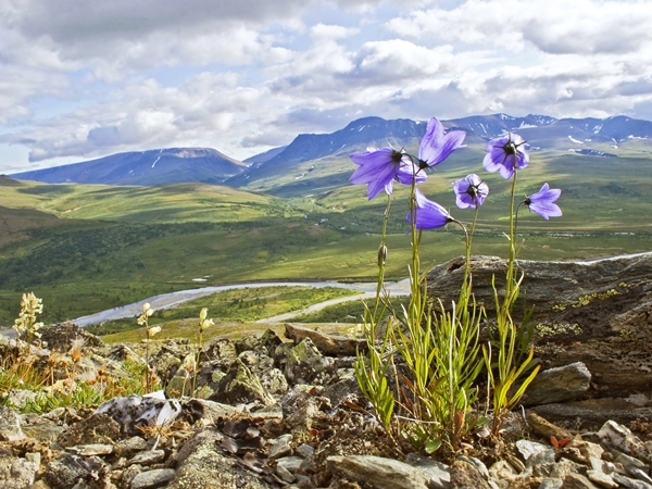 Природа Полярного Урала